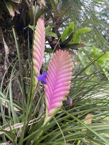 Foto de Tillandsia azul