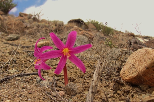 Rhodophiala pratensis · iNaturalist