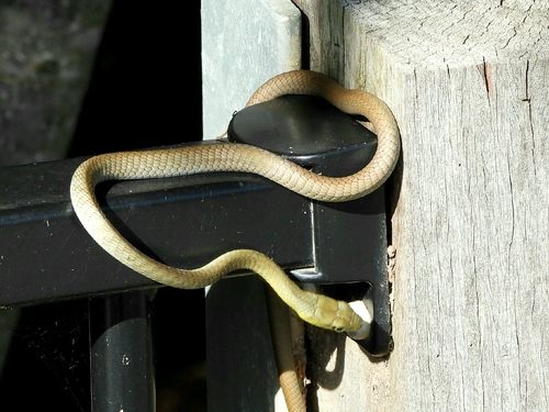 Common Tree Snake sighting