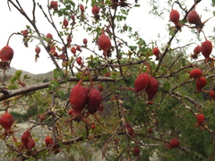 Rosa webbiana