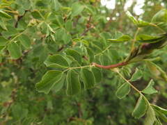 Rosa webbiana
