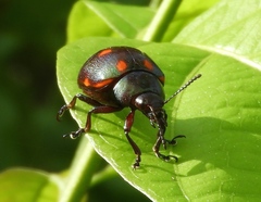 Leptinotarsa behrensi