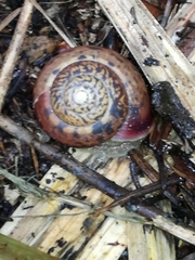 Campylaea illyrica