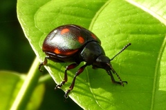 Leptinotarsa behrensi