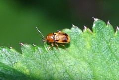 Cryptocephalus pusillus