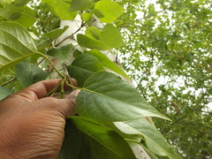 Populus ciliata