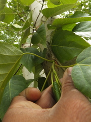 Populus ciliata