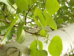 Populus ciliata