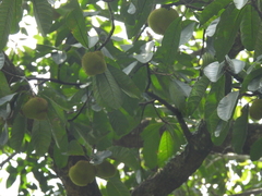 Artocarpus rigidus, photograph (c) Adam Kamal, some rights reserved (CC BY)