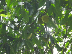 Artocarpus rigidus, photograph (c) Adam Kamal, some rights reserved (CC BY)