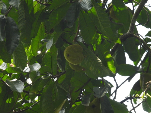 Artocarpus rigidus, photograph 4