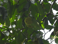 Artocarpus rigidus, photograph (c) Adam Kamal, some rights reserved (CC BY)