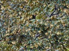 Pterospermum javanicum