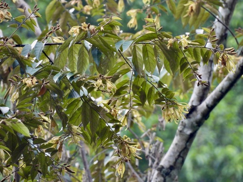Pterospermum javanicum, photograph 1