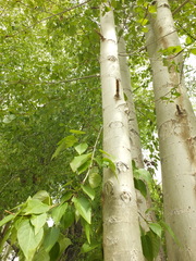Populus ciliata