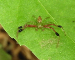 Parasynema cirripes