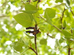 Populus ciliata