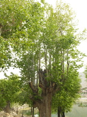 Populus ciliata