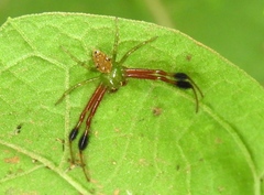Parasynema cirripes