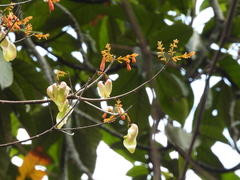 Firmiana malayana, photograph (c) Adam Kamal, some rights reserved (CC BY)
