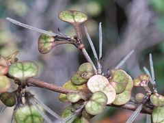 Coprosma spathulata spathulata