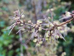 Coprosma spathulata spathulata