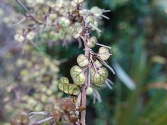 Coprosma spathulata spathulata