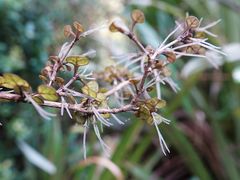 Coprosma spathulata spathulata