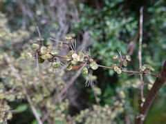 Coprosma spathulata spathulata