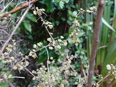 Coprosma spathulata spathulata