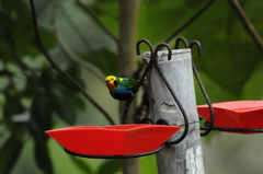 Chlorochrysa nitidissima