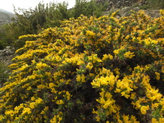 Astragalus grahamianus