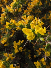 Astragalus grahamianus