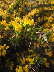 Astragalus grahamianus