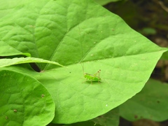 Neobarrettia sinaloae