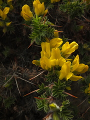 Astragalus grahamianus