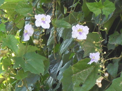 Thunbergia grandiflora image