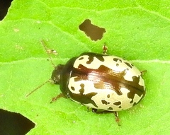 Calligrapha intermedia