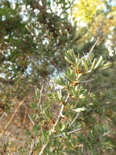 Hippophae tibetana, photograph 5