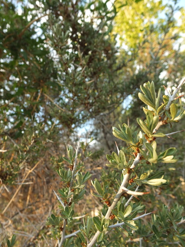 Hippophae tibetana, photograph 6