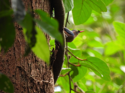 Velvet-fronted Nuthatch (Sitta frontalis), photo 6