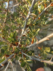 Hippophae tibetana