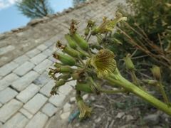 Physochlaina physaloides