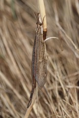 Macronemurus appendiculatus