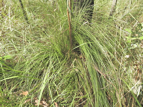 Image of Xanthorrhoea latifolia by (c) Scott W. Gavins, some rights reserved (CC BY)