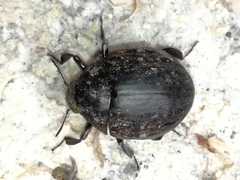 Byrrhidae