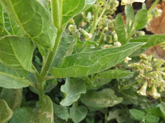 Physochlaina physaloides