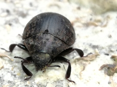 Byrrhidae