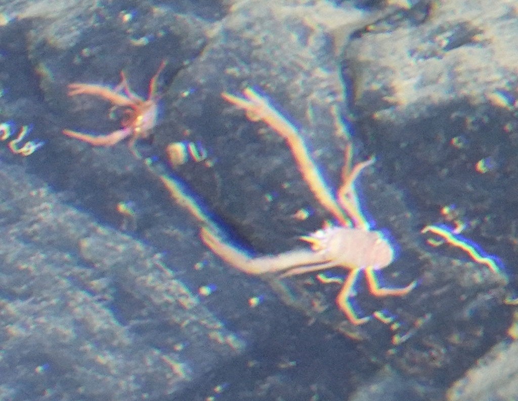 Antillimunida