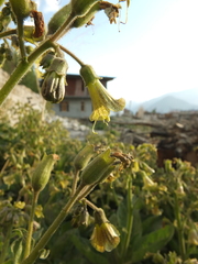 Physochlaina physaloides